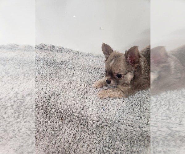 Medium Photo #5 Chihuahua Puppy For Sale in BURLESON, TX, USA