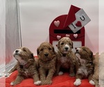Small Photo #14 Goldendoodle Puppy For Sale in SACRAMENTO, CA, USA