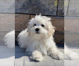 Havanese Puppy for sale in CANOGA, NY, USA