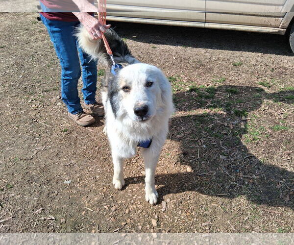 Medium Photo #4 Great Pyrenees-Unknown Mix Puppy For Sale in Horn Lake, MS, USA