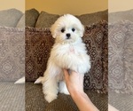 Image preview for Ad Listing. Nickname: Teddy