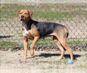 American Foxhound-Beagle Mix Dogs for adoption in Grovetown, GA, USA