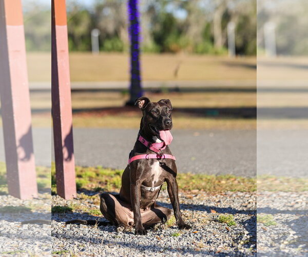 Medium Photo #8 Mutt Puppy For Sale in  Gainesville, FL, USA