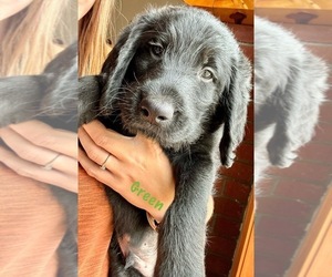 Labradoodle Puppy for sale in KLAMATH FALLS, OR, USA