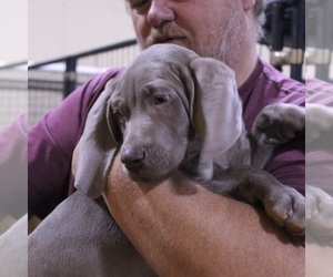 Weimaraner Puppy for sale in BERESFORD, SD, USA