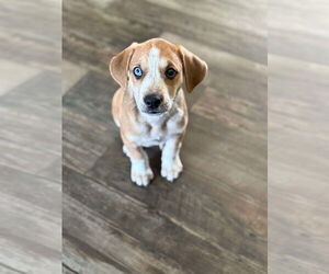 Labrottie Dogs for adoption in Kannapolis, NC, USA