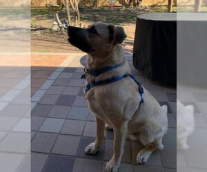 Blaze - Male Black Mouth Cur-Labrador Retriever Mix Dog for Adoption - Photo #4
