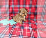 Small #5 Shih Tzu