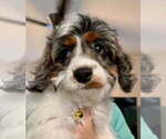 Puppy Puppy Strudel Cavapoo