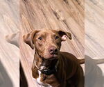 Small #4 Labrador Retriever