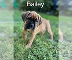 Puppy Bailey Boxer