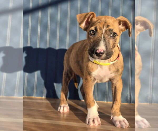 Medium Photo #5 Boxador Puppy For Sale in Lakewood, CO, USA