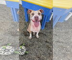 Small #3 American Pit Bull Terrier Mix