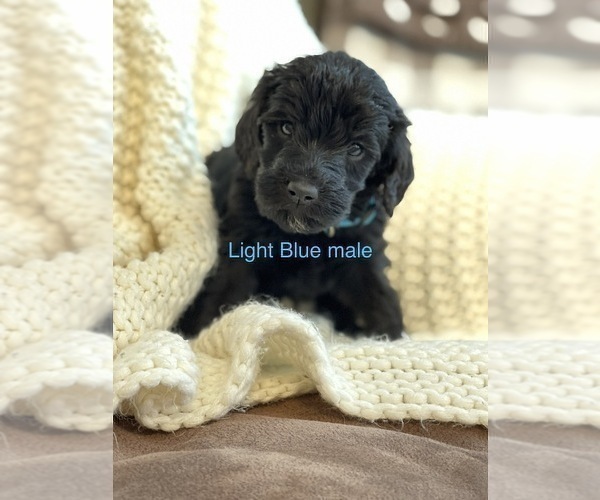 Medium Photo #3 Labradoodle Puppy For Sale in LIBERTY, IL, USA