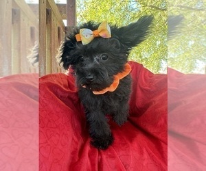 YorkiePoo Puppy for sale in LANCASTER, MO, USA