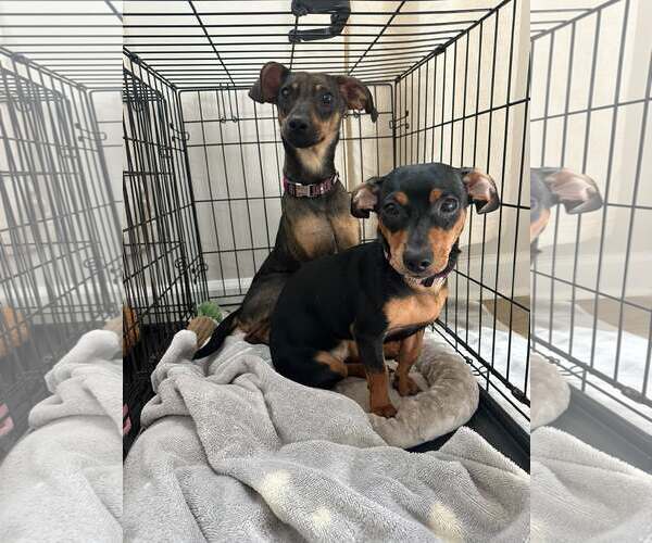 Medium Photo #4 Dachshund-Unknown Mix Puppy For Sale in Greenville, SC, USA