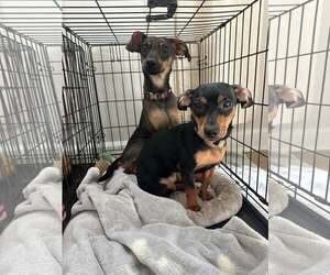 Mei - Female Dachshund-Unknown Mix Dog for Adoption - Photo #4