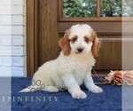 Small Goldendoodle (Miniature)