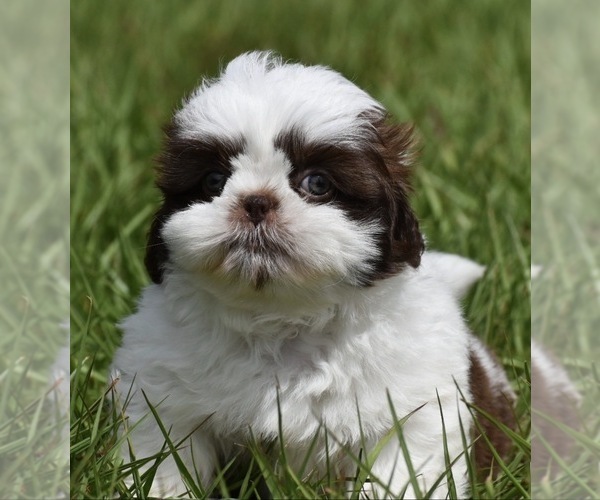 Medium Photo #3 Shih Tzu Puppy For Sale in PALM COAST, FL, USA