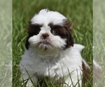 Small #2 Shih Tzu