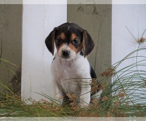 Beagle Puppy for sale in FREDERICKSBG, OH, USA
