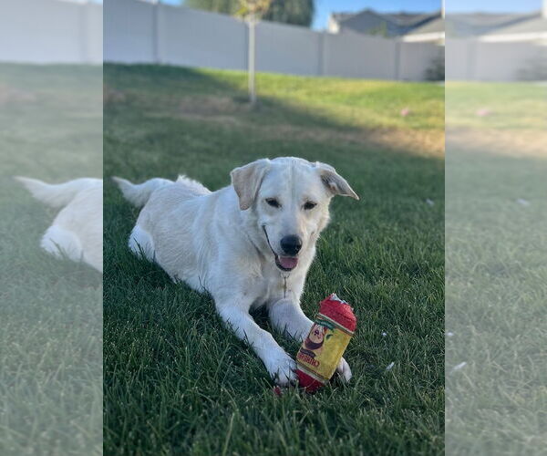 Medium Photo #2 Labrador Retriever-Retriever  Mix Puppy For Sale in Sandy, UT, USA