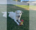 Small #1 Labrador Retriever-Retriever  Mix