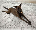 Small #5 Labrador Retriever Mix