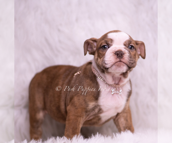 Medium Photo #4 Bulldog Puppy For Sale in WARSAW, IN, USA