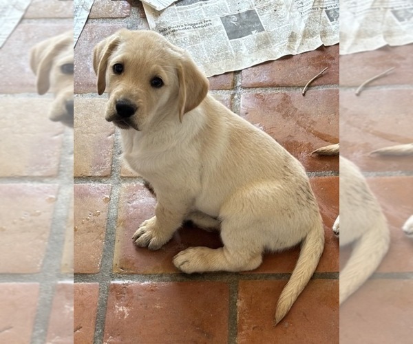 Medium Photo #1 English Cream Golden Retriever-Golden Labrador Mix Puppy For Sale in SCOTTSDALE, AZ, USA