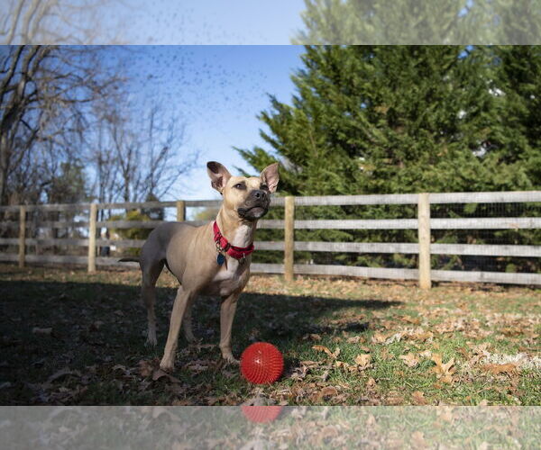 Medium Photo #7 American Staffordshire Terrier-Unknown Mix Puppy For Sale in Arlington, VA, USA