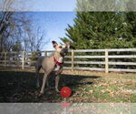 Small #6 American Staffordshire Terrier Mix