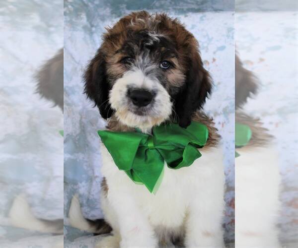Medium Photo #2 Poodle (Standard)-Saint Berdoodle Mix Puppy For Sale in HOLDEN, MO, USA