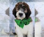 Small Photo #2 Poodle (Standard)-Saint Berdoodle Mix Puppy For Sale in HOLDEN, MO, USA