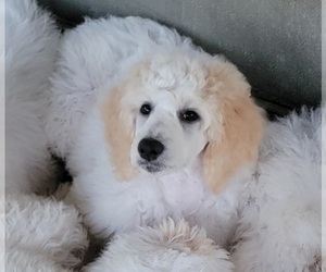 Poodle (Standard) Puppy for sale in WEST LIBERTY, KY, USA