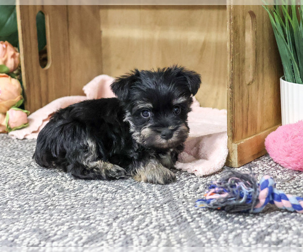 Medium Photo #2 Schnauzer (Miniature) Puppy For Sale in SYRACUSE, IN, USA