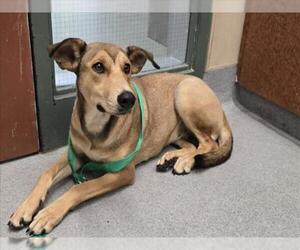 German Shepherd Dog-Unknown Mix Dogs for adoption in Rancho Cucamonga, CA, USA