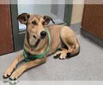 Small German Shepherd Dog Mix