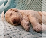Small Photo #58 Poodle (Standard) Puppy For Sale in CLAYTON, WA, USA