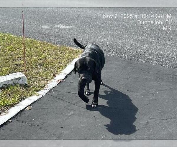 Medium Photo #1 Mutt Puppy For Sale in Ocala, FL, USA