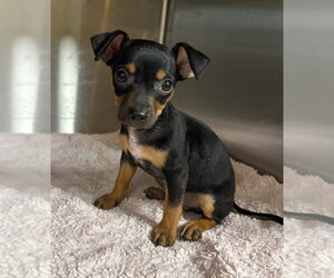 Chihuahua-Unknown Mix Dogs for adoption in Oak Bluffs, MA, USA