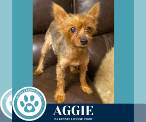 Mutt Dogs for adoption in Kimberton, PA, USA