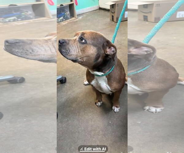 Medium Photo #2 American Pit Bull Terrier-Unknown Mix Puppy For Sale in Oakhurst, NJ, USA