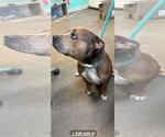 Small #1 American Pit Bull Terrier Mix