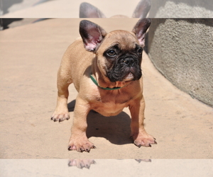 French Bulldog Puppy for sale in PEORIA, AZ, USA