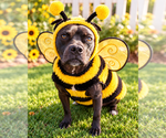 1. Shayla - Female Staffordshire Bull Terrier-Unknown Mix Dog for Adoption - Small photo