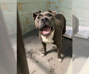 Mutt Dogs for adoption in Stockton, CA, USA