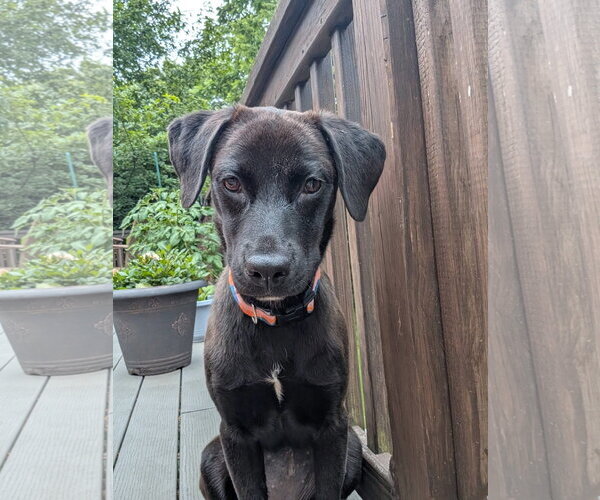 Medium Photo #3 Mutt Puppy For Sale in Germantown, OH, USA