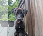 Small #2 Mutt