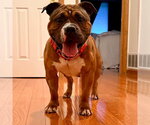 Small #1 American Bulldog Mix